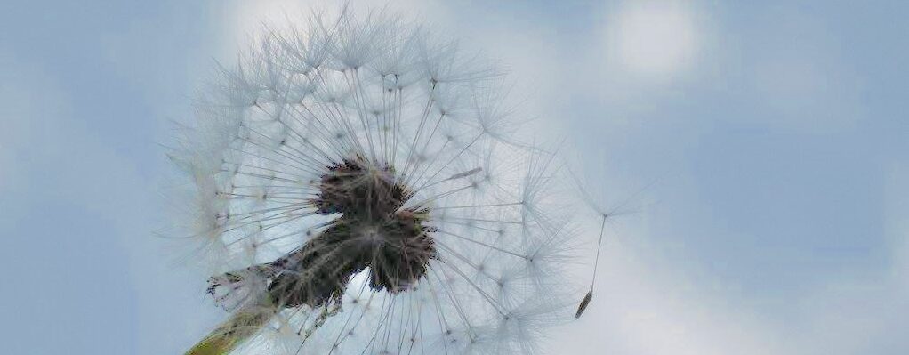 Thérapies Brèves 95